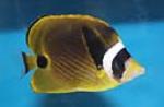Raccoon butterflyfish are not reef safe